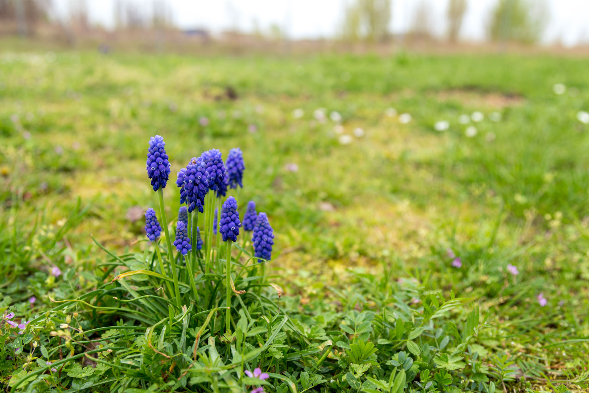 blaue Blüten auf sehr grünem Rasen